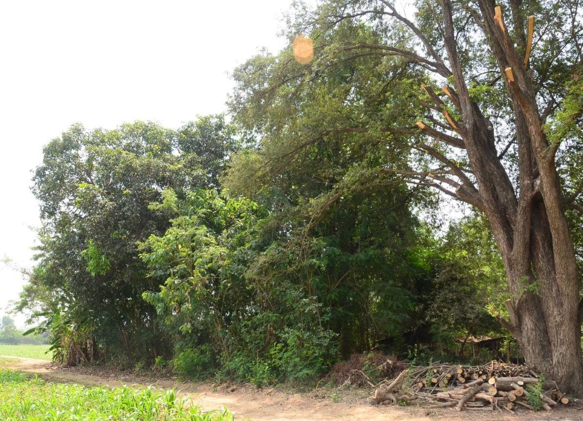 tree value250520