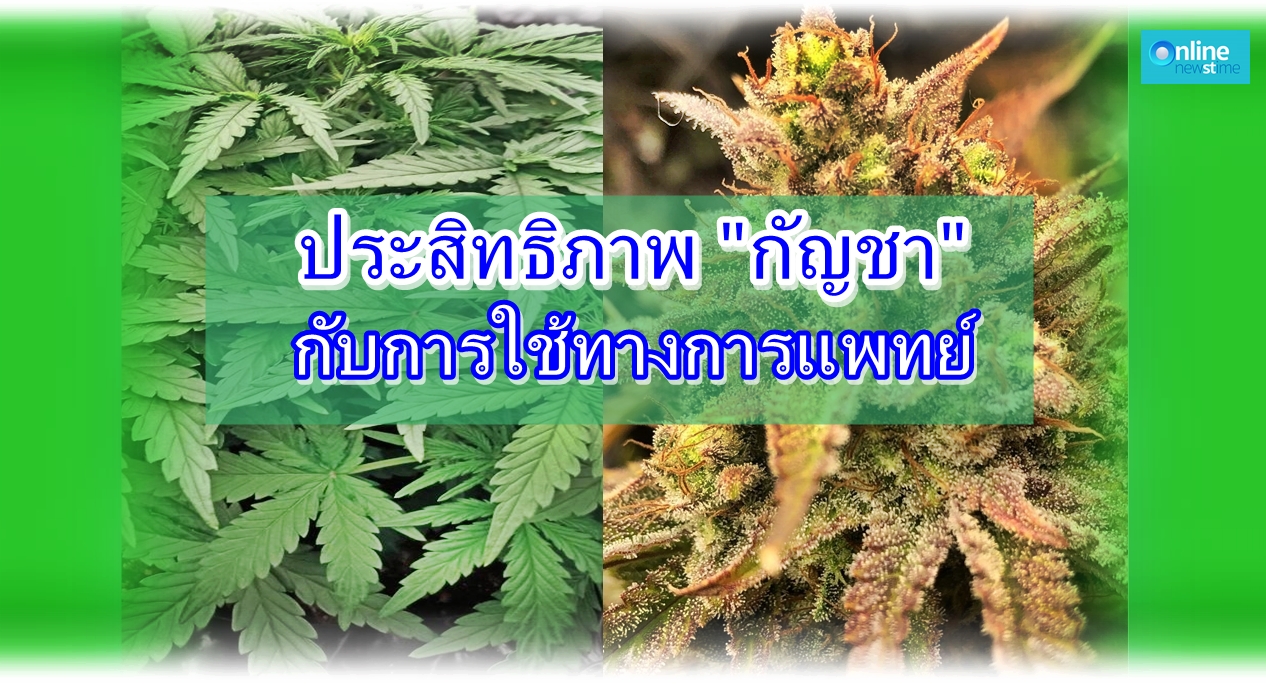ประสิทธิภาพ canabis ทางการแพทย์