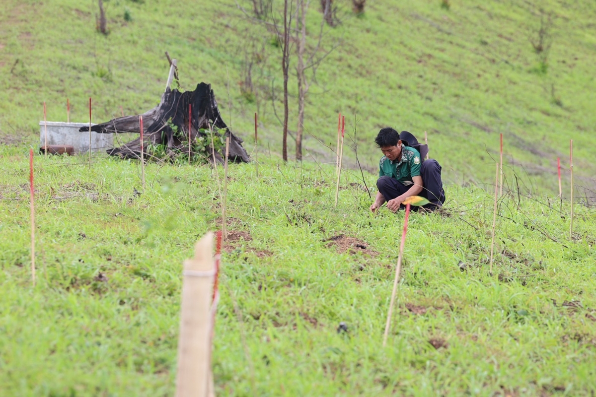 Royal Forest Department, Carbon Credit Project